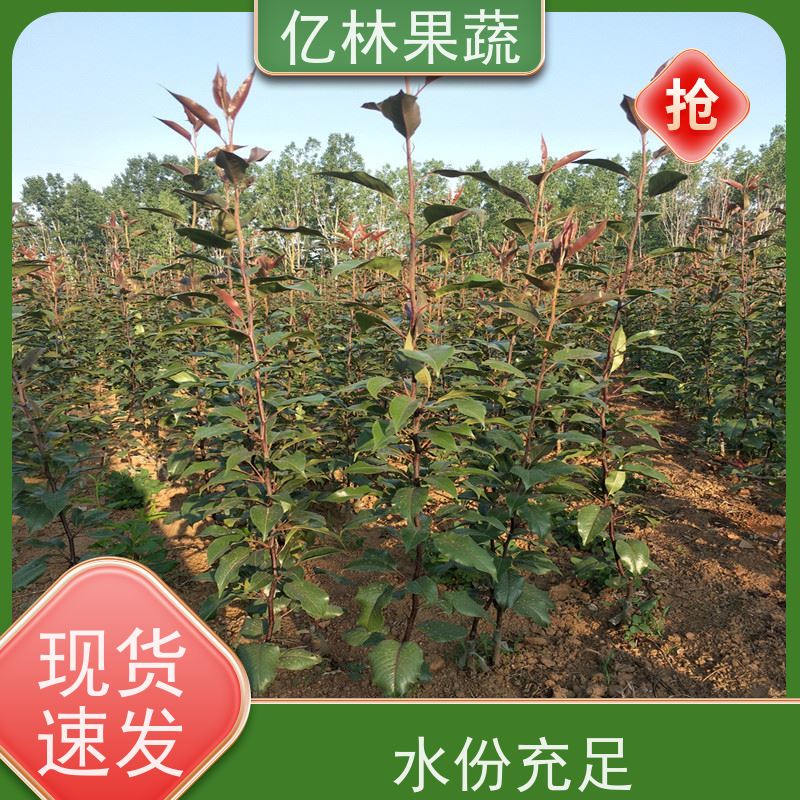 基地供应 油桃苗 园林绿化果树苗 抗寒能力强 果实饱满味道好