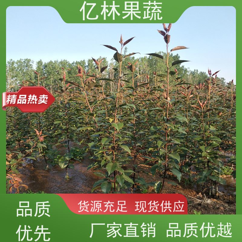基地供应 水晶梨树苗 果实饱满味道好 三公分现挖现发 品种齐全