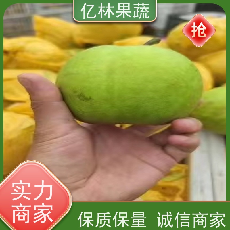 亿林苗木 奥红梨树苗 基地培育 黄尊蜜梨 口感香甜