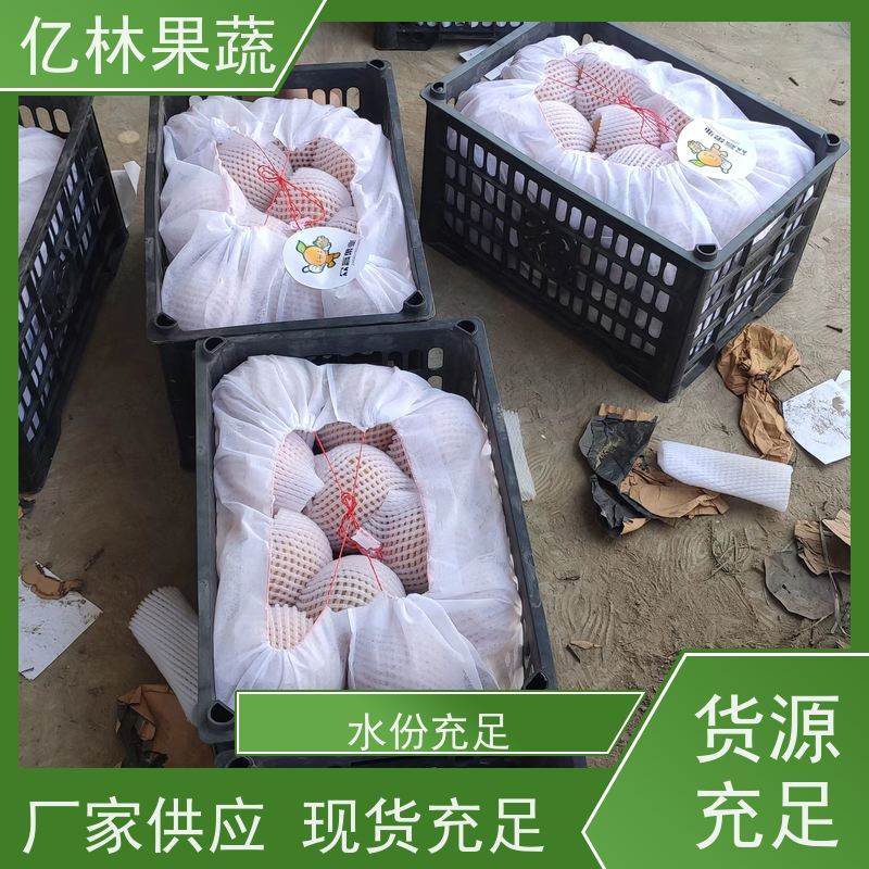 亿林苗木 根系饱满成活率高 彩虹梨树苗 粗两公分 早酥红梨苗