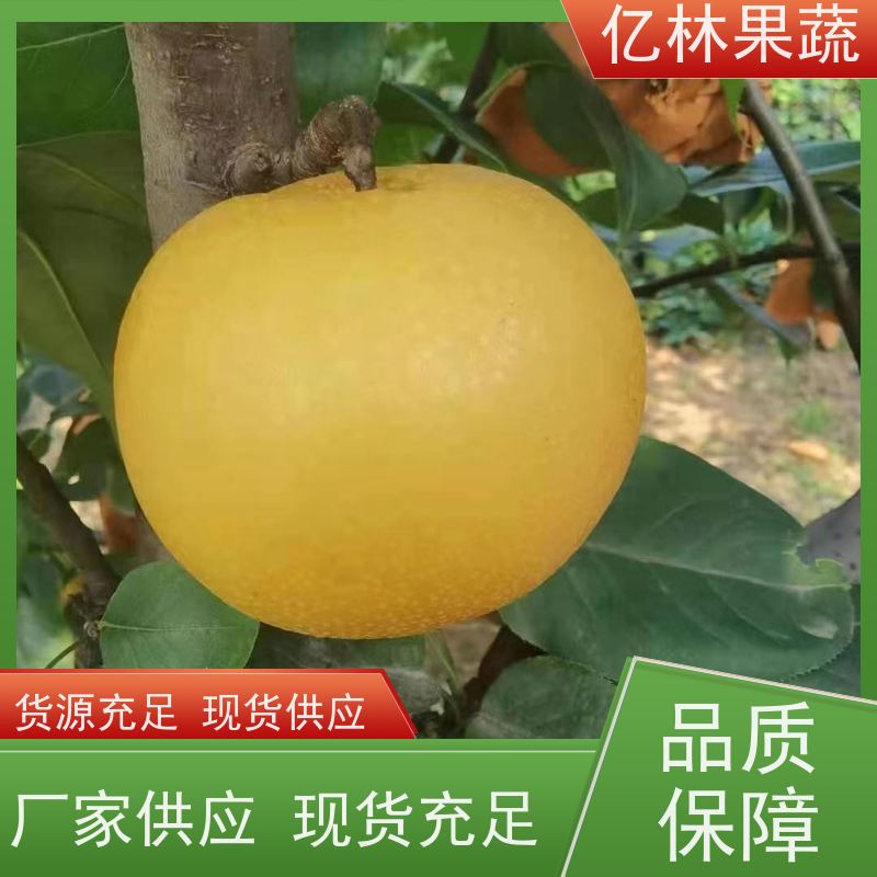 基地供应 红星梨树苗 根系饱满成活率高 新品种梨苗 香甜可口