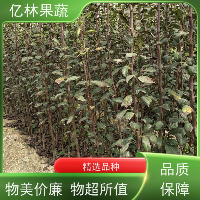 基地供应 成活率高 嫁接技术指导 抗寒能力强 玉露香梨树苗