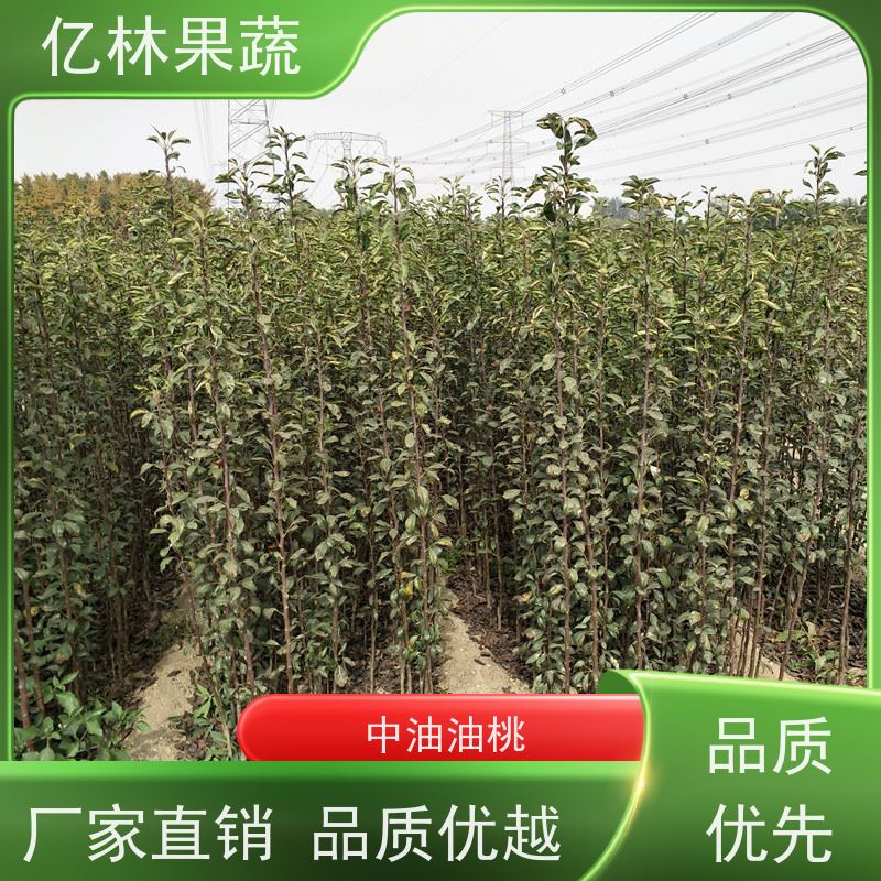 亿林苗木 山农酥梨树苗 果实饱满味道好 黄尊蜜梨 口感香甜