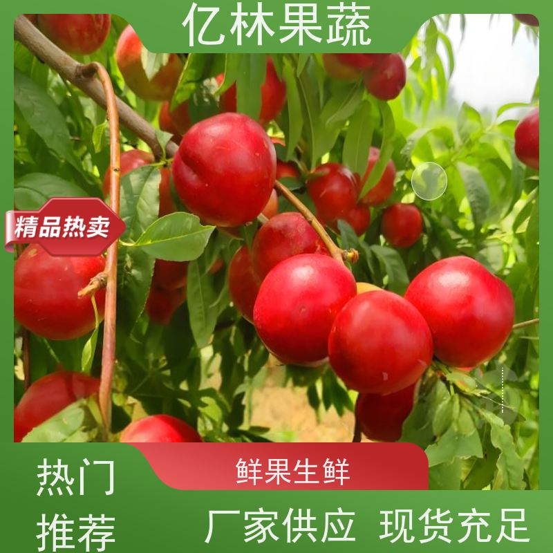 48油桃 中油29 新鲜水果桃子批发 口感甜脆 清香可口 现摘现发
