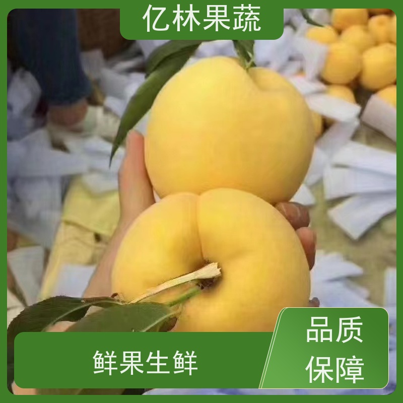 亿林苗木 桃树苗 现挖现发 口感香甜 果实饱满味道好