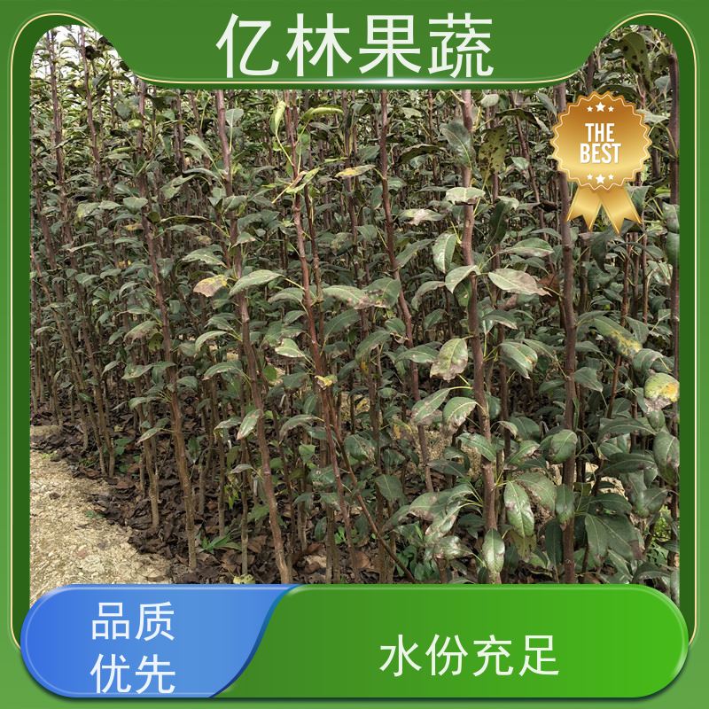 基地供应 果实饱满味道好 特产果树梨幼苗 圆黄梨树苗