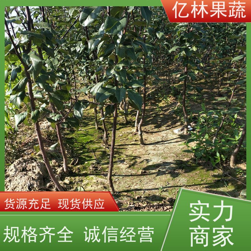 亿林苗木 基地直发 新品种梨苗 香甜可口 红巴梨树苗