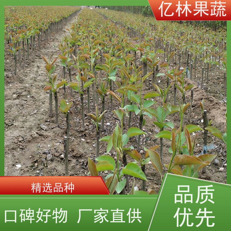 亿林苗木 冬桃苗 盆栽地栽庭院桃树苗苗 基地直发