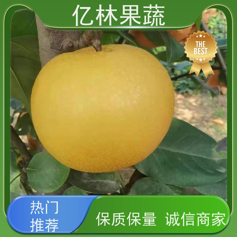 基地培育 晚熟桃树苗 特产果树桃幼苗 成活率高
