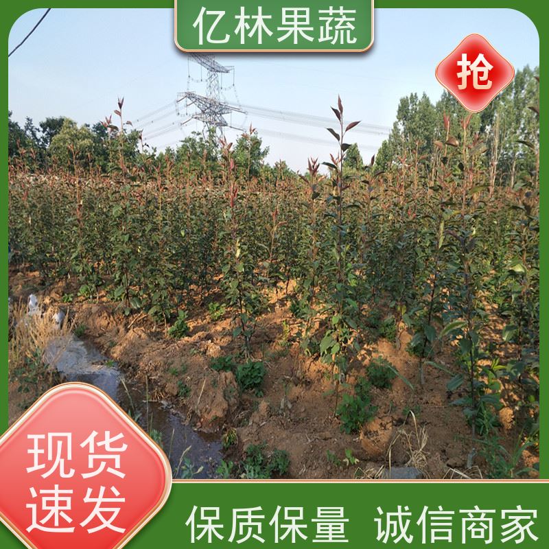 亿林苗木 黄桃苗 现挖现发新鲜 粗两公分 果实饱满味道好