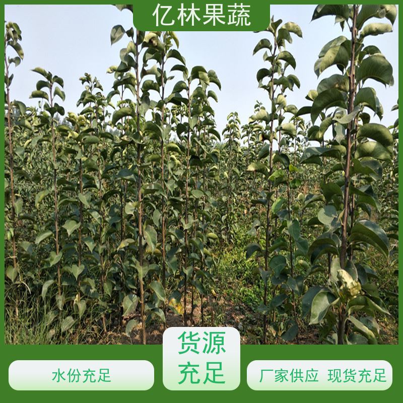 亿林苗木 园林嫁接桃苗 南北方种植 桃树果树苗 果实饱满味道好
