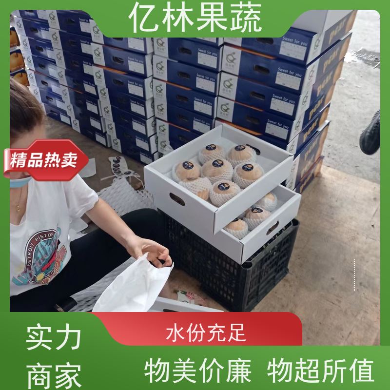 亿林苗木 冬桃苗 园林绿化果树苗 抗寒能力强 成活率高