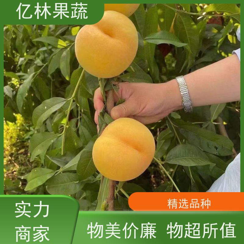 基地供应 根系饱满成活率高 晚熟品种梨 口感脆甜 圆黄梨树苗