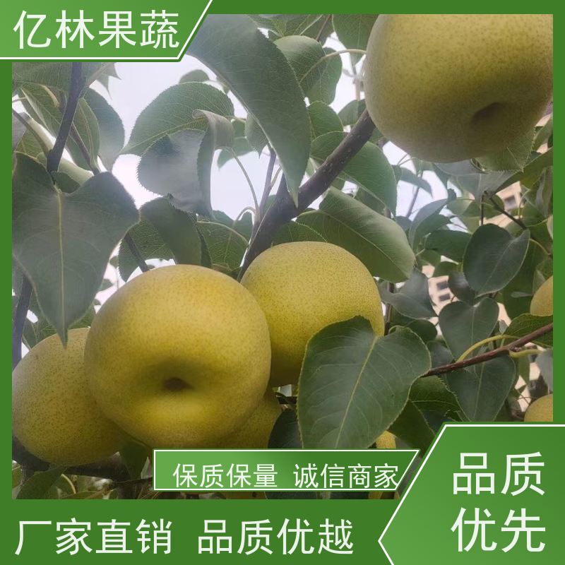 亿林苗木 绿宝石梨树苗 基地培育 嫁接技术指导 抗寒能力强