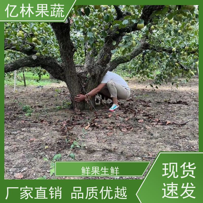 亿林苗木 晚熟桃树苗 新品种挑苗 香甜可口 根系饱满成活率高
