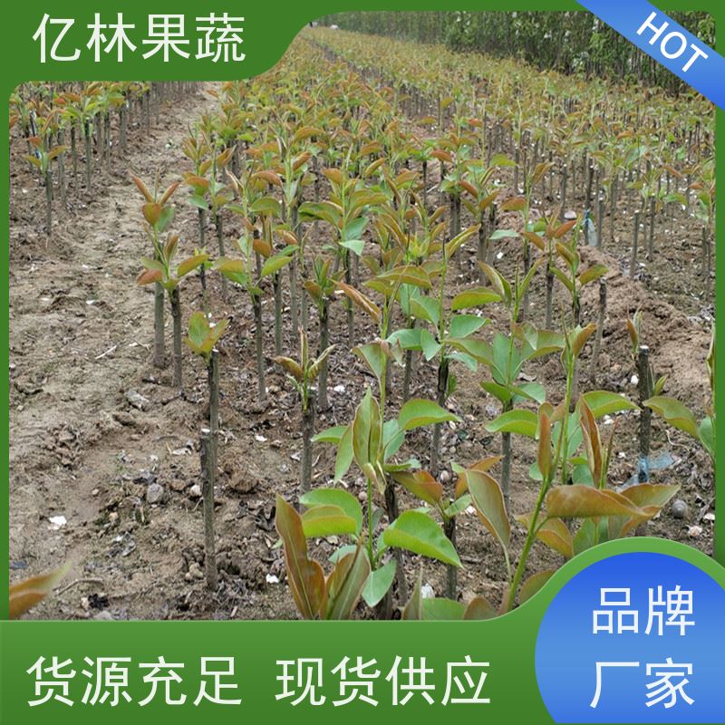 基地供应 黄桃苗 桃树果苗批发 自家园林 根系饱满成活率高