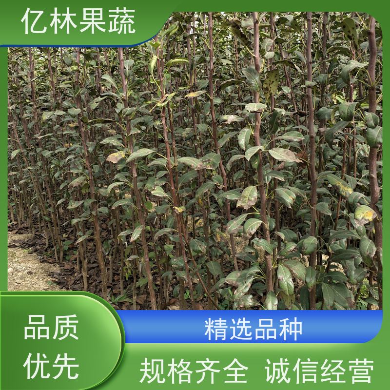 基地供应 丰水梨树苗 果实饱满味道好 新农酥梨 现挖现发