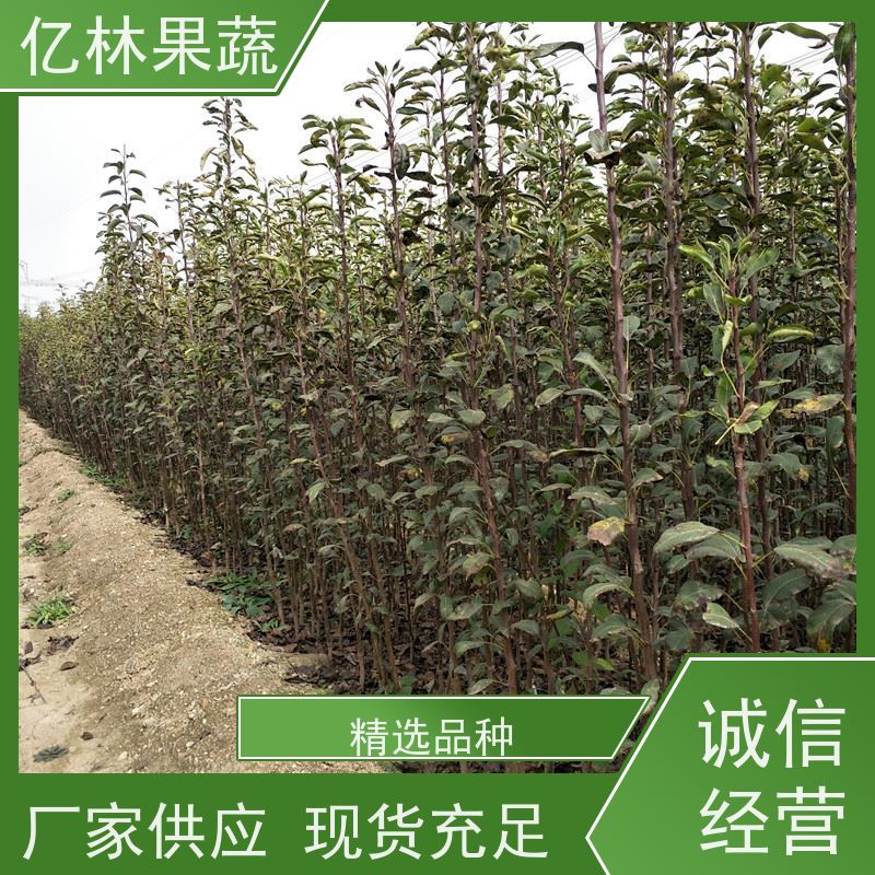 亿林苗木 玉露香梨树苗 根系饱满成活率高 黄尊蜜梨 口感香甜