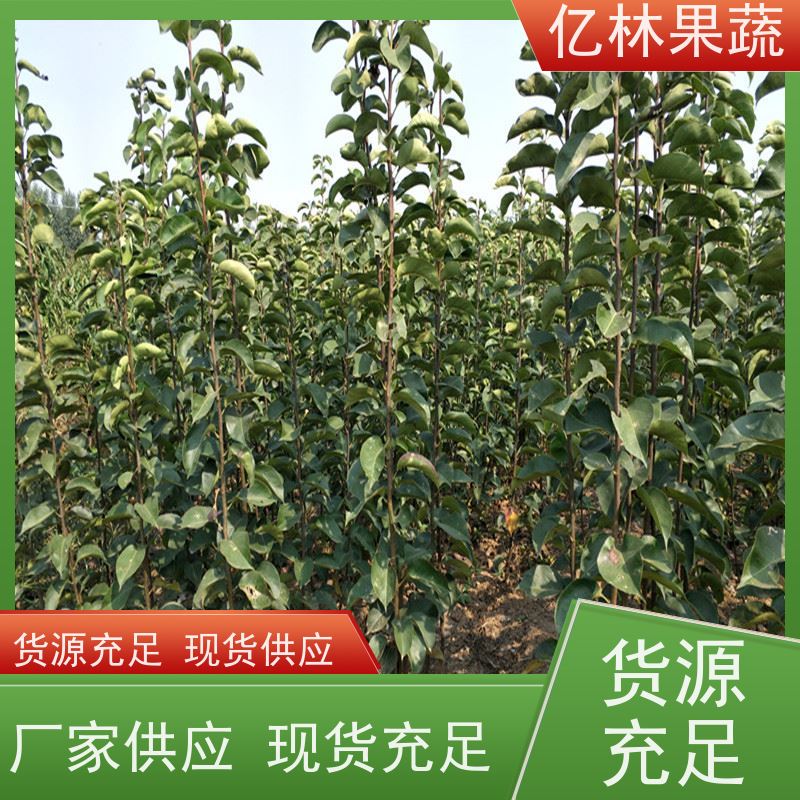 基地供应 园林嫁接桃苗 现挖现发 口感香甜 果实饱满味道好