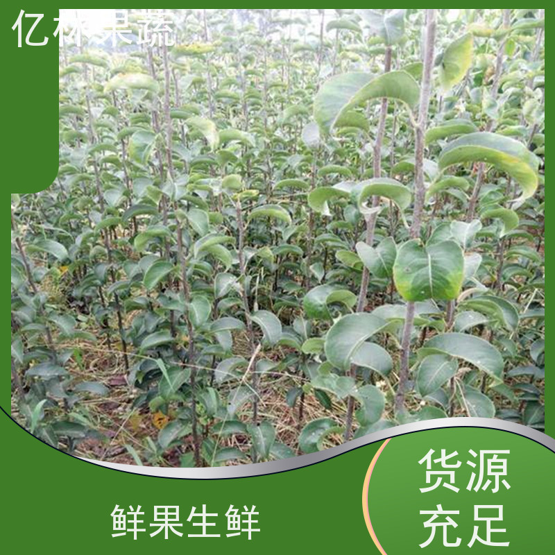基地供应 早酥梨树苗 成活率高 三公分现挖现发 品种齐全
