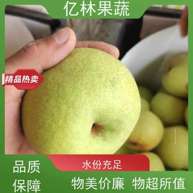 基地供应 冬桃苗 园林绿化果树苗 抗寒能力强 成活率高