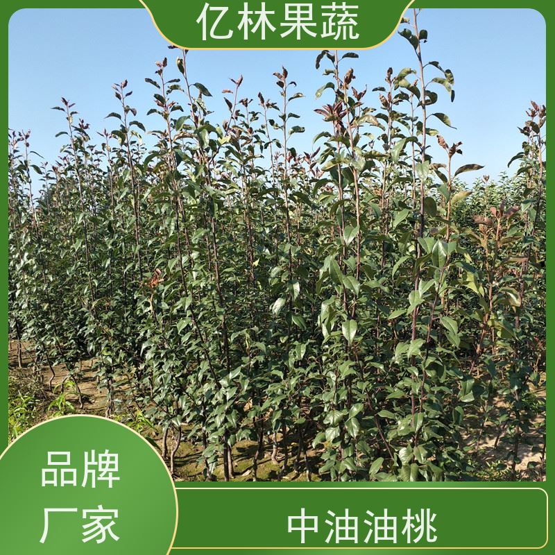 基地供应 根系饱满成活率高 晚熟品种梨 口感脆甜 七月酥梨树苗