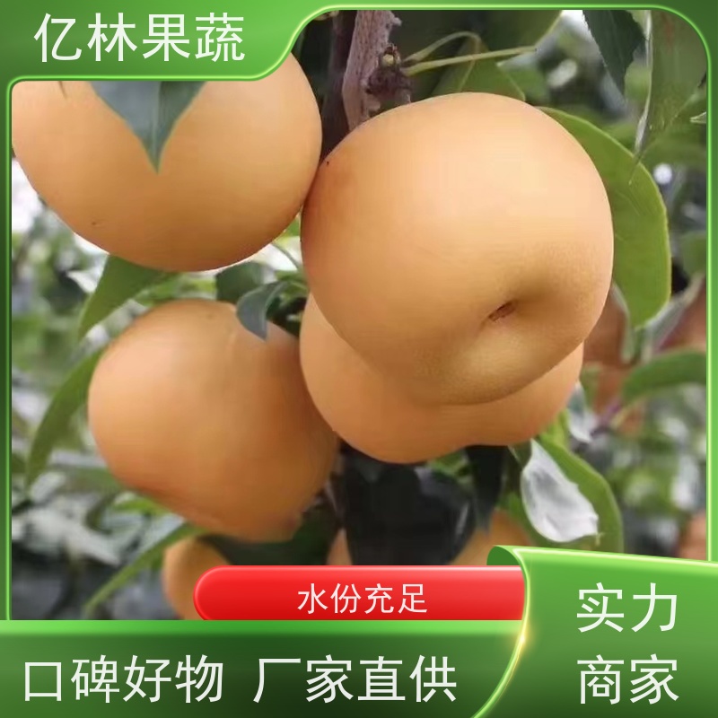 亿林苗木 绿宝石梨树苗 基地直发 盆栽地栽庭院红香酥梨苗