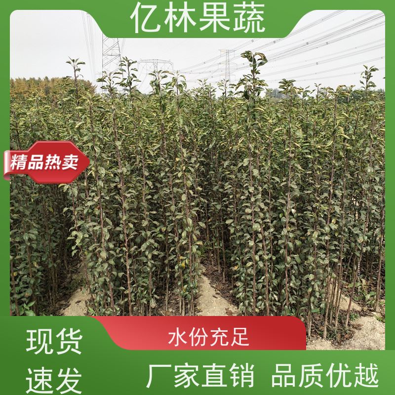 亿林苗木 红星梨树苗 成活率高 特产果树梨幼苗