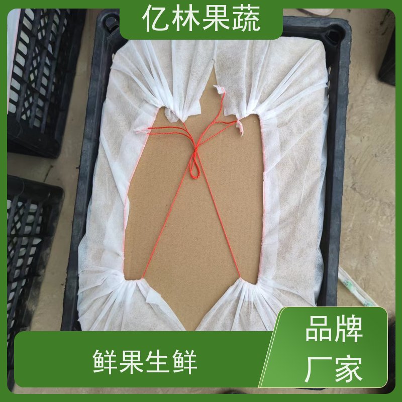亿林苗木 晚熟桃树苗 三公分现挖现发 品种齐全 根系饱满成活率高