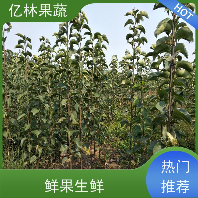 基地供应 桃树苗 嫁接技术指导 抗寒能力强 根系饱满成活率高