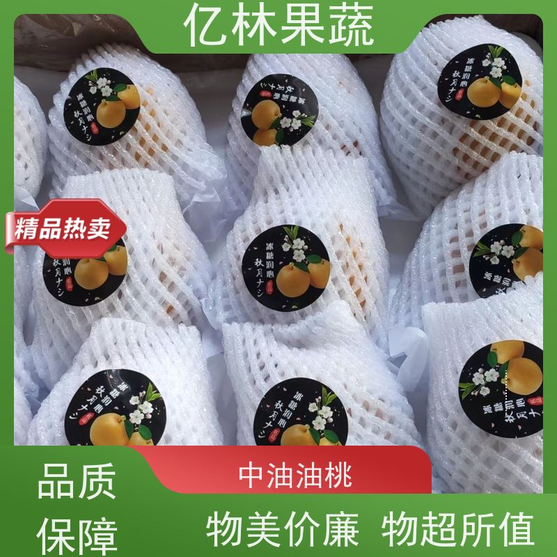 亿林苗木 基地培育 特产果树梨幼苗 红巴梨树苗