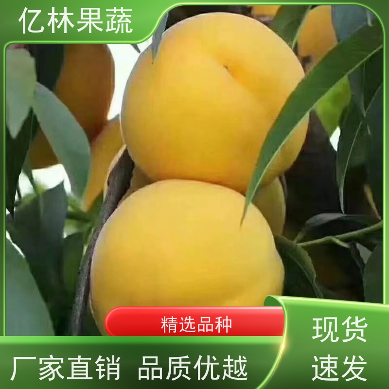 亿林苗木 桃树苗 现挖现发 口感香甜 根系饱满成活率高