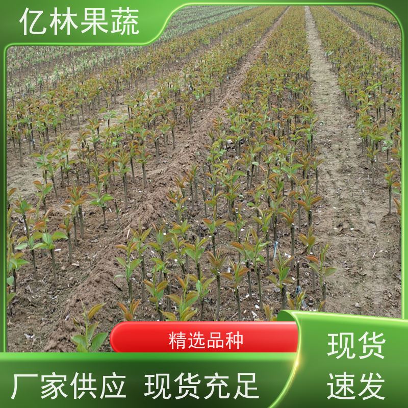 亿林苗木 根系饱满成活率高 晚熟品种梨 口感脆甜 嫁接梨树苗