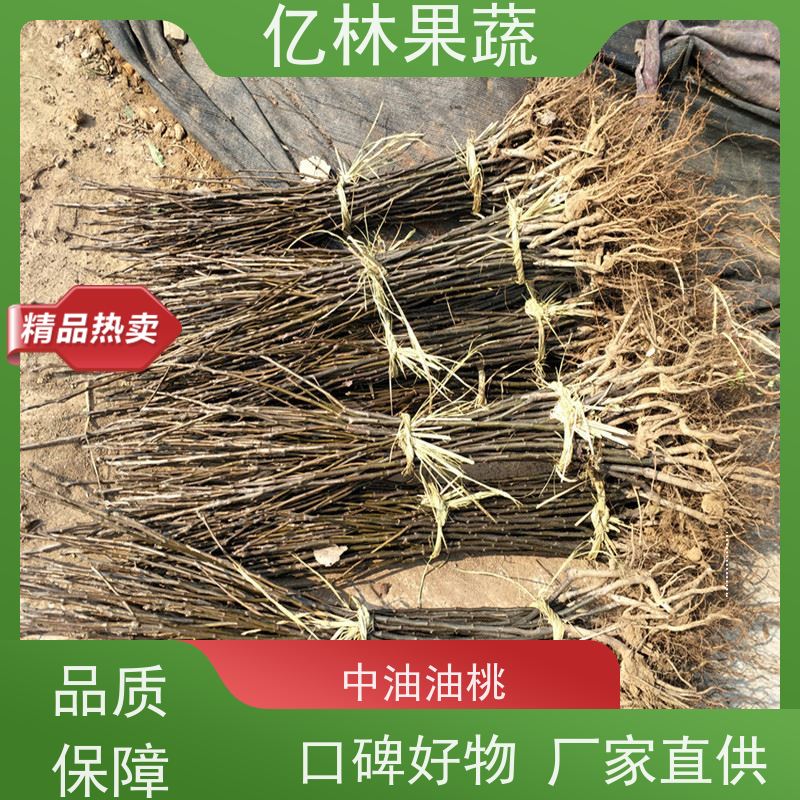亿林苗木 黄冠梨树苗 基地直发 晚熟品种梨 口感脆甜