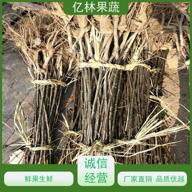 亿林苗木 红巴梨树苗 成活率高 南北方种植 香酥梨果树