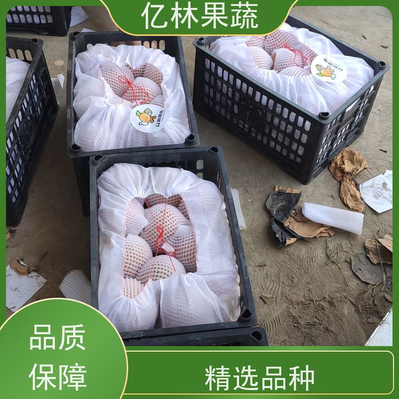 亿林苗木 园林嫁接桃苗 现挖现发新鲜 粗两公分 基地直发