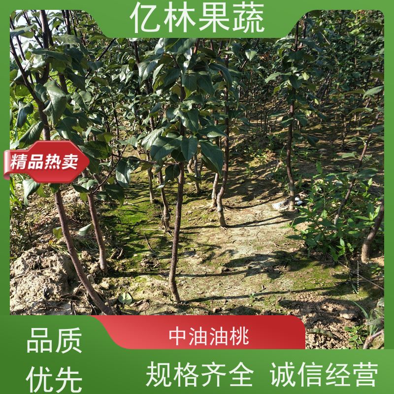 亿林苗木 基地培育 新农酥梨 现挖现发 早酥红梨苗