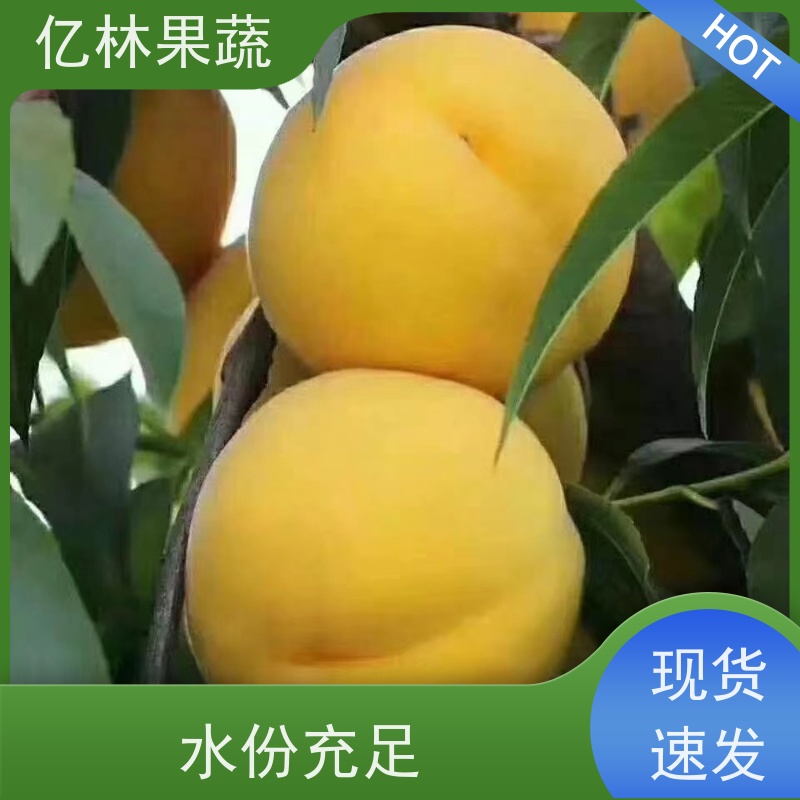 亿林苗木 园林嫁接桃苗 盆栽地栽庭院桃树苗苗 基地直发