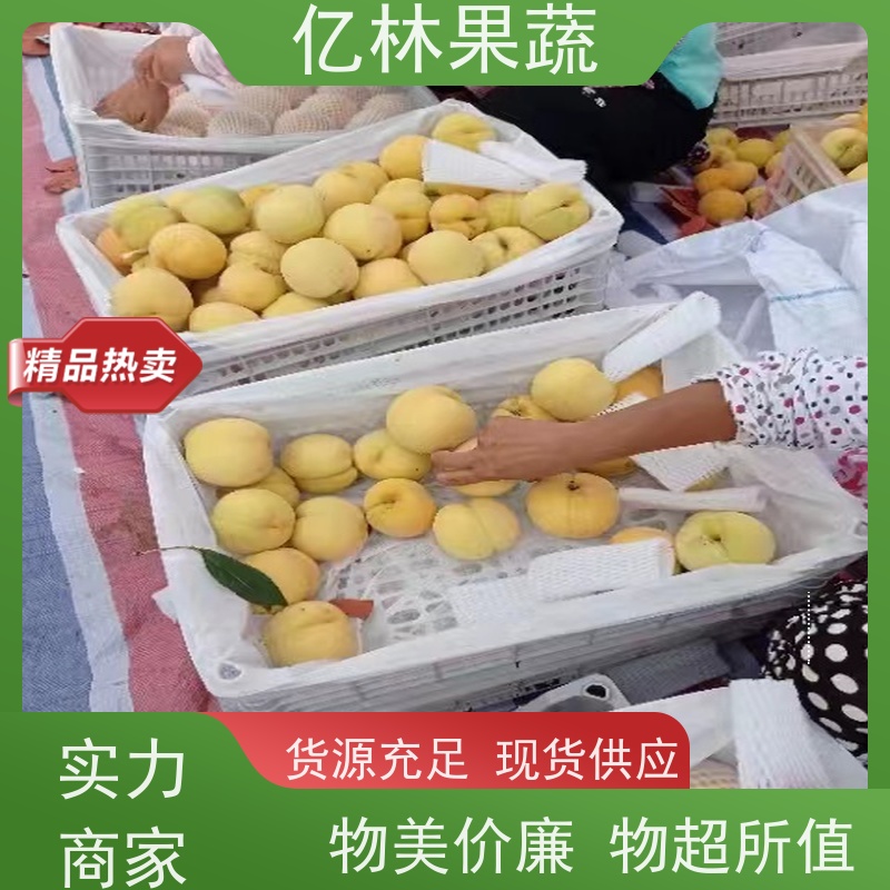 亿林苗木 黄桃苗 新品种挑苗 香甜可口 基地直发