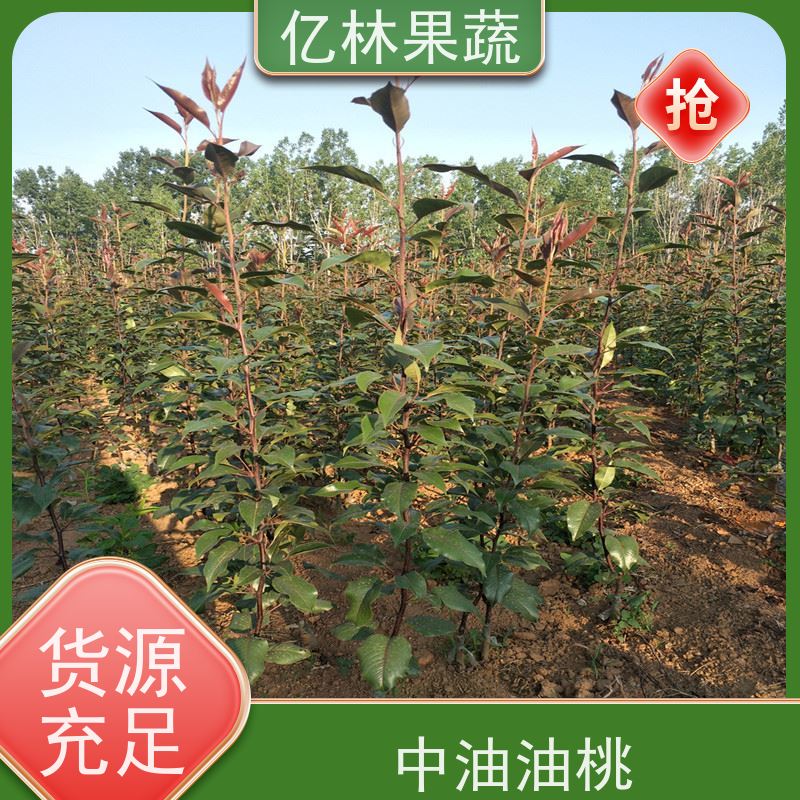亿林苗木 中华玉梨树苗 根系饱满成活率高 晚熟品种梨 口感脆甜