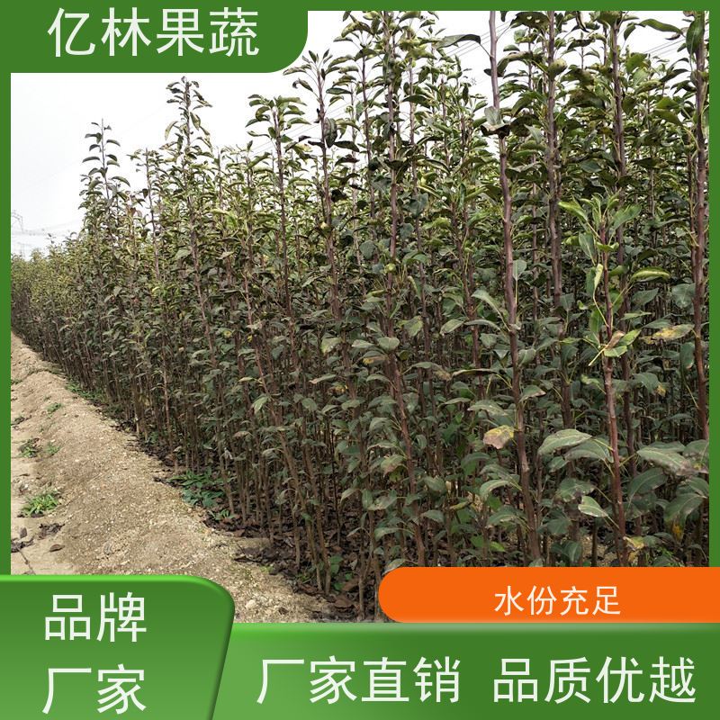 基地培育 冬桃苗 现挖现发 口感香甜 易栽培桃树苗