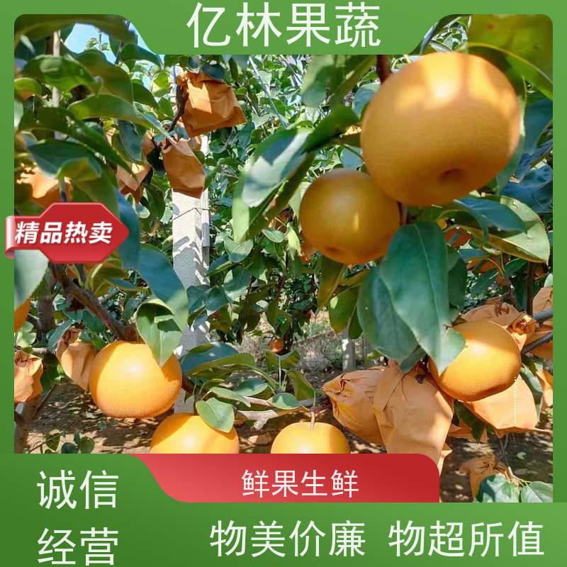 基地培育 油桃苗 园林绿化果树苗 抗寒能力强 果实饱满味道好
