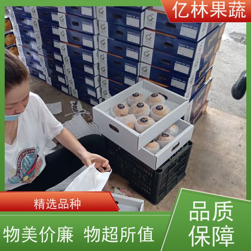 基地供应 八盘梨树苗 成活率高 三公分现挖现发 品种齐全