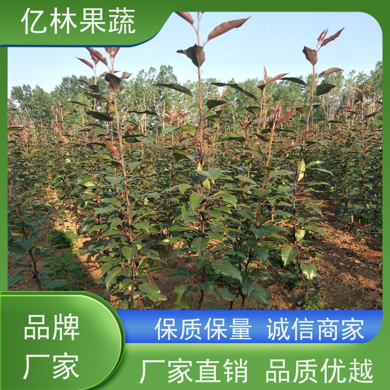 亿林苗木 晚熟桃树苗 三公分现挖现发 品种齐全 果实饱满味道好