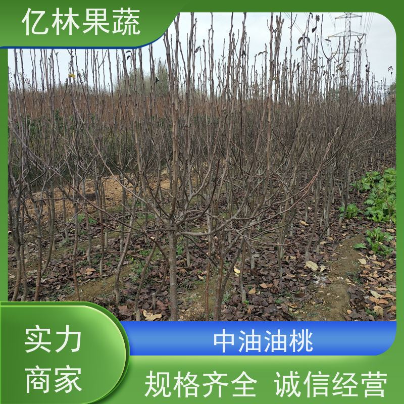 亿林苗木 黄桃苗 特产果树桃幼苗 易栽培桃树苗