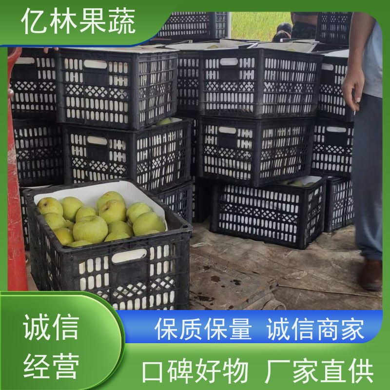 亿林苗木 砀山酥梨树苗 果实饱满味道好 黄尊蜜梨 口感香甜