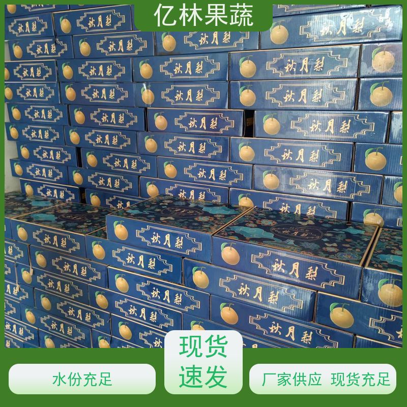 基地供应 八盘梨树苗 果实饱满味道好 嫁接技术指导 抗寒能力强