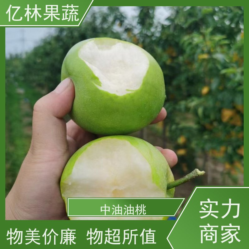 基地供应 砀山酥梨树苗 根系饱满成活率高 三公分现挖现发 品种齐全