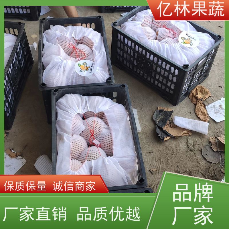 亿林苗木 红香脆梨树苗 根系饱满成活率高 南北方种植 香酥梨果树