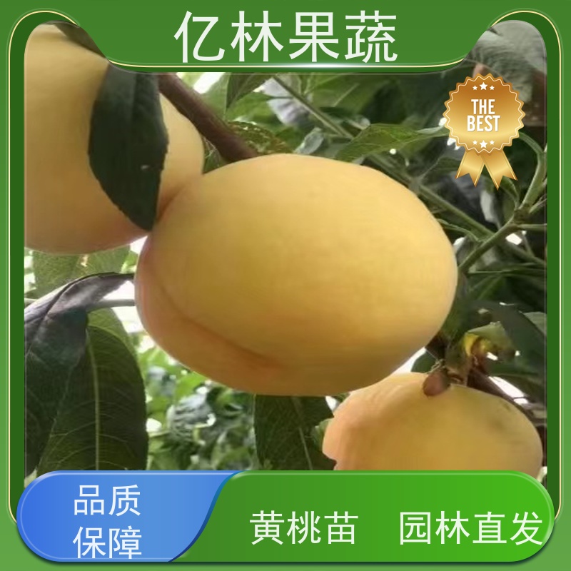 亿林苗木 根系饱满成活率高 新品种梨苗 香甜可口 中华玉梨树苗